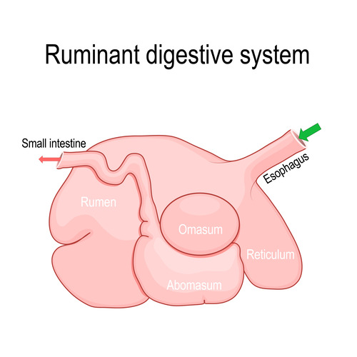 gut-microbiome
